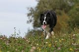 BORDER COLLIE 755